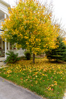 Fall 2015-7