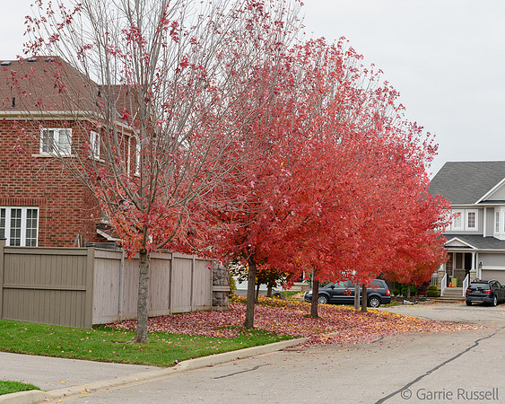 Fall 2015-9