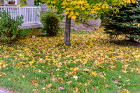 Fall 2015-8