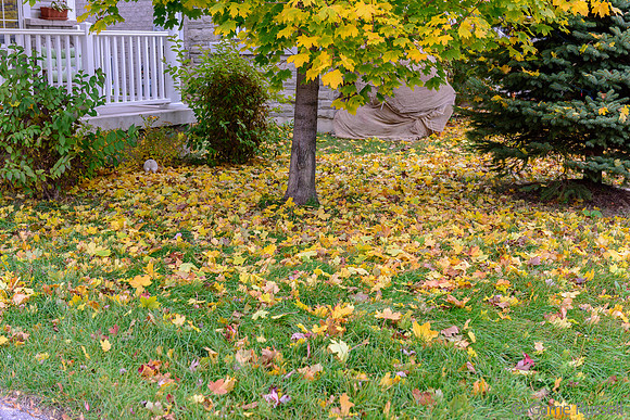 Fall 2015-8