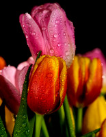 Macro-6