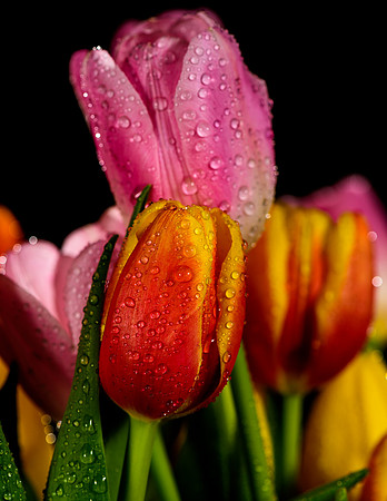 Macro-6