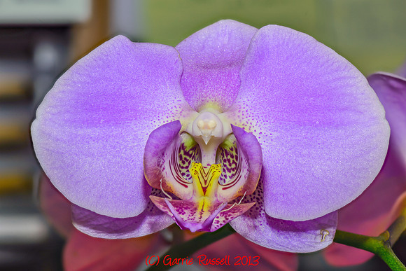 Focus Stack - 1-1