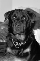 Oz - 2008-BW-