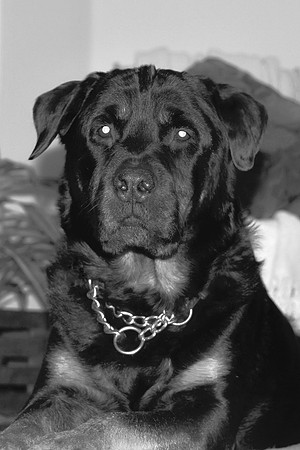 Oz - 2008-BW-