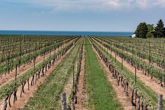 NOTL-2