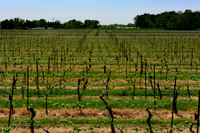 NOTL-3