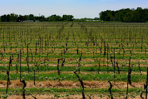 NOTL-3