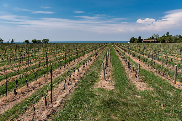 NOTL-1