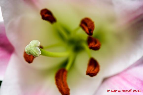 Lillies-3