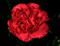 Macro-10