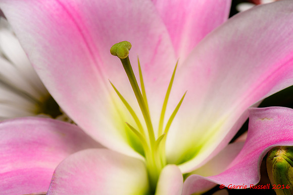 Lillies-1