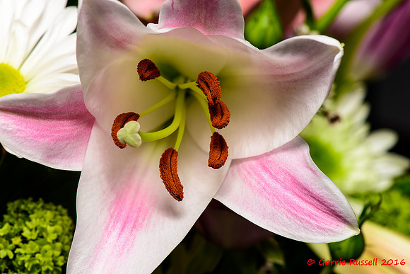 Lillies-2