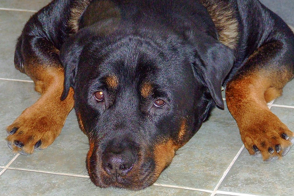 Oz-2
