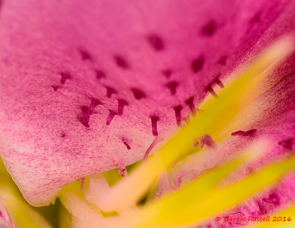 Lillies-5