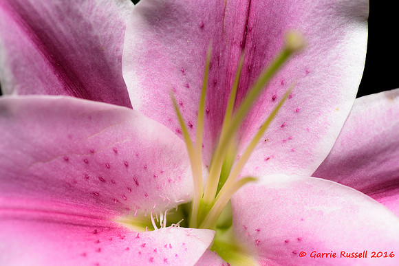 Lillies-4