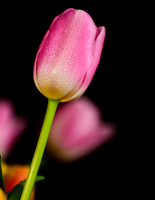 Macro-7