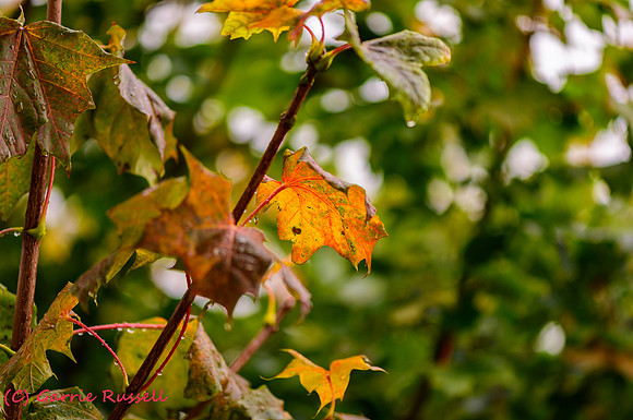 Fall-2017-4