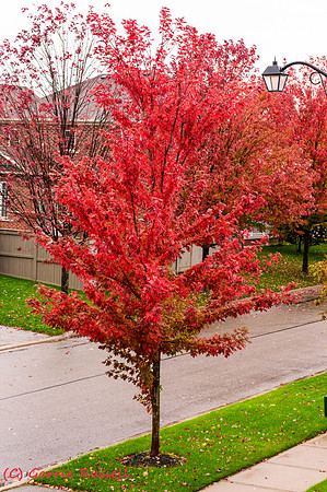 Fall-2017-2