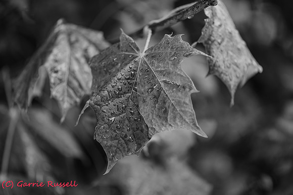 Fall-2017-8
