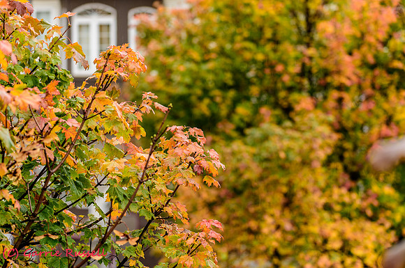 Fall-2017-9