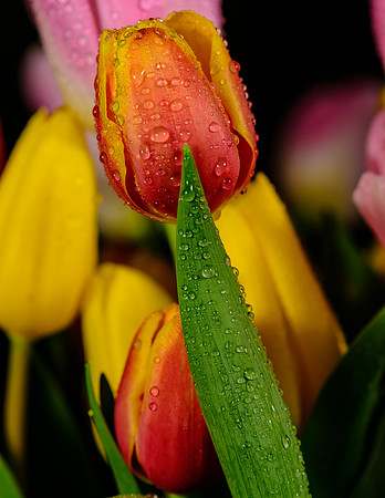 Macro-9