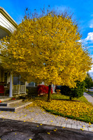 Fall Pictures