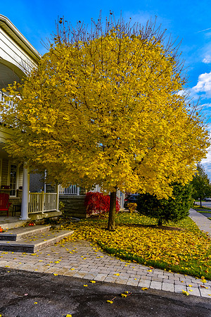 Brooklin-Fall 2018-1