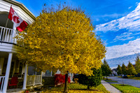 Brooklin-Fall 2018-2