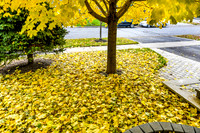 Brooklin-Fall 2018-6