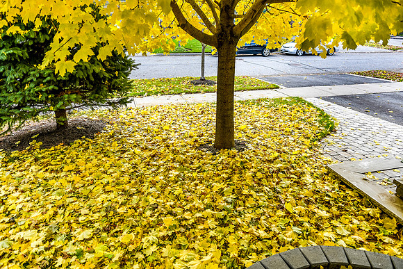 Brooklin-Fall 2018-6