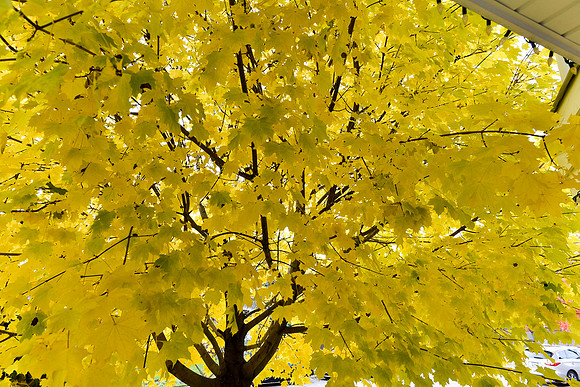 Brooklin-Fall 2018-7