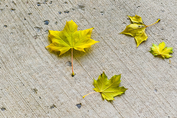 Brooklin-Fall 2018-8
