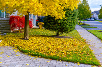 Brooklin-Fall 2018-3