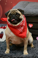 PetValu Feb 2019