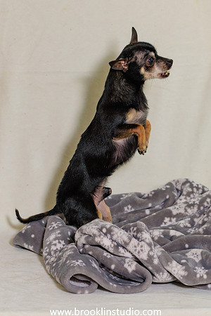 Hammie-3