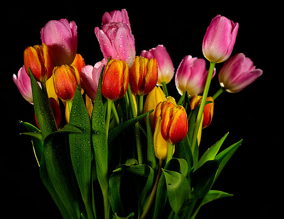 Macro-5