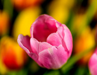 Macro-2