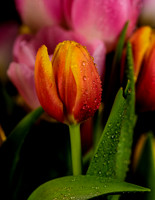 Macro-8