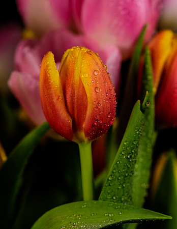 Macro-8