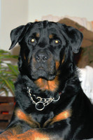 Oz-2008