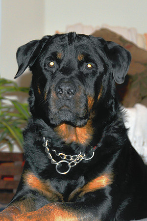Oz-2008