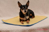 Archie-1