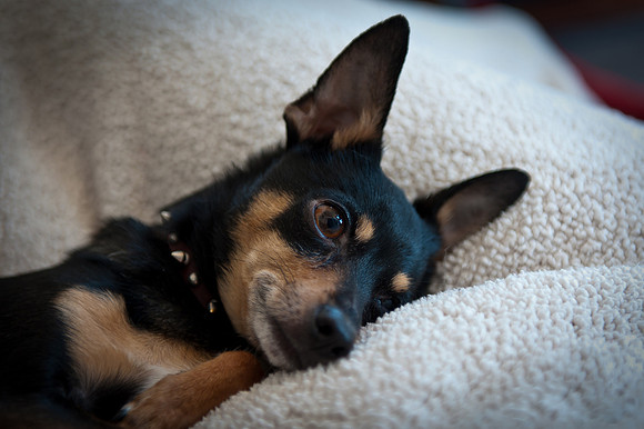 Gizmo (22)