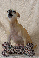 Lola-3
