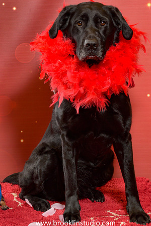 pet valu 2-071