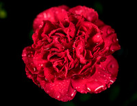 Macro-12