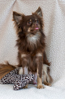 Chewie