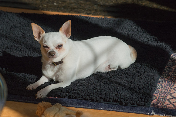 Chi Chi-3