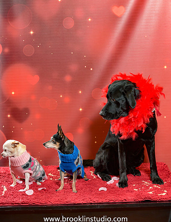pet valu 2-069